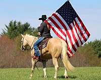 roping-quarter-horse