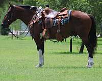 cross-draft-horse