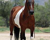 athletic-draft-horse
