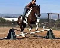 draft-horse