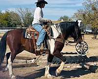 flashy-draft-horse