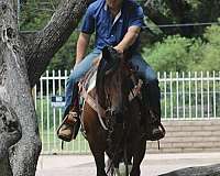 jumping-draft-horse