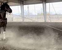 ranch-draft-horse