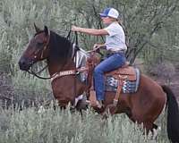ranch-versatility-draft-horse