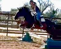 ranch-work-draft-horse