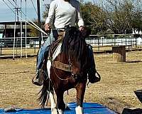 ridden-english-draft-horse