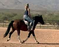 ridden-western-draft-horse