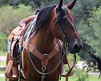 roping-draft-horse