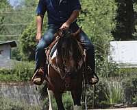 trail-draft-horse