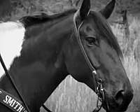 trail-riding-draft-horse