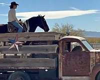 show-draft-horse