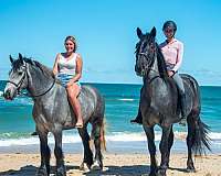 cross-friesian-horse