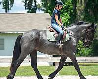 athletic-friesian-horse