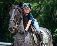 flashy-friesian-horse