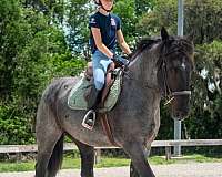 ranch-friesian-horse