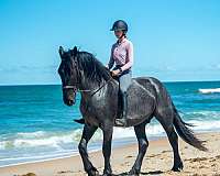 ridden-english-friesian-horse