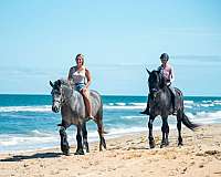 ridden-western-friesian-horse
