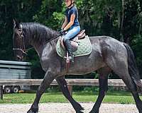 show-friesian-horse