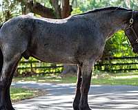 trail-friesian-horse