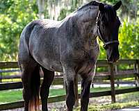 youth-friesian-horse