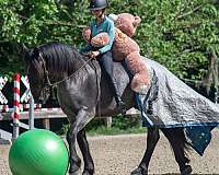 blue-roan-friesian-gelding