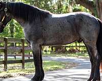 trail-riding-friesian-horse
