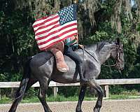 blue-roan-all-around-horse