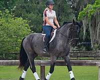 blue-roan-athletic-horse