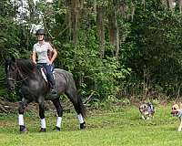 blue-roan-cross-horse