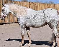 athletic-appaloosa-horse