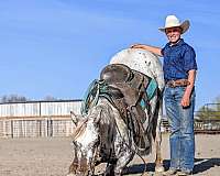 calf-roping-appaloosa-horse