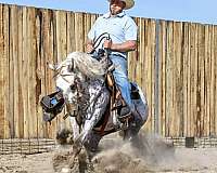 flashy-appaloosa-horse