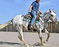kid-safe-appaloosa-horse