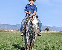 ranch-appaloosa-horse