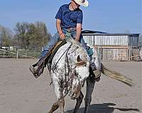 ranch-versatility-appaloosa-horse