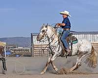 ranch-work-appaloosa-horse
