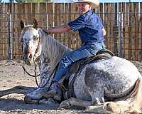 show-appaloosa-horse