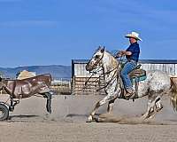 trail-appaloosa-horse