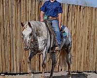 trail-riding-appaloosa-horse