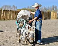 western-riding-appaloosa-horse