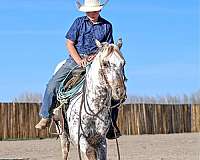 working-cattle-appaloosa-horse