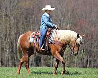 athletic-quarter-horse