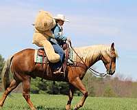 flashy-quarter-horse