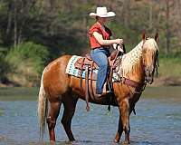 performance-quarter-horse