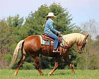 ranch-quarter-horse