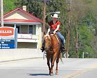 ranch-versatility-quarter-horse