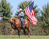 ranch-work-quarter-horse