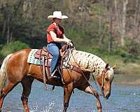 ridden-english-quarter-horse