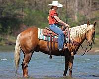 ridden-western-quarter-horse