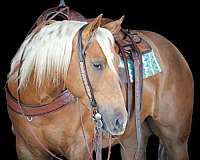 trail-quarter-horse